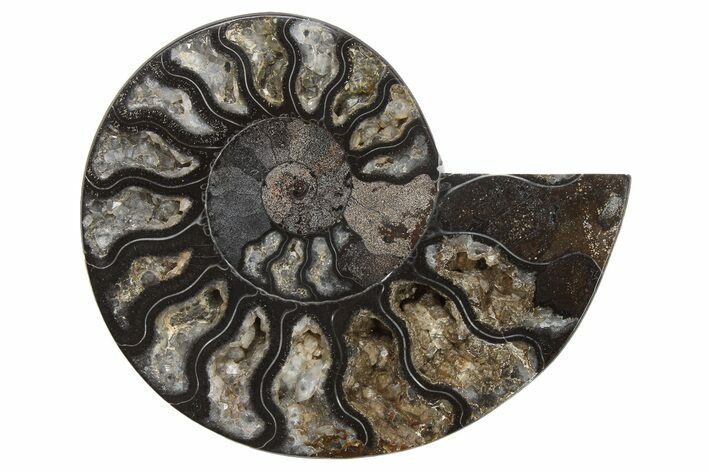 Cut & Polished Ammonite Fossil (Half) - Unusual Coloration #263647